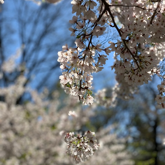 Meet your Posher, Michelle - Picture 1 of 1